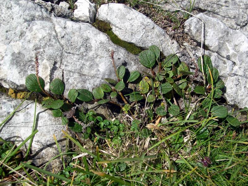 Salix reticulata / Salice reticolato